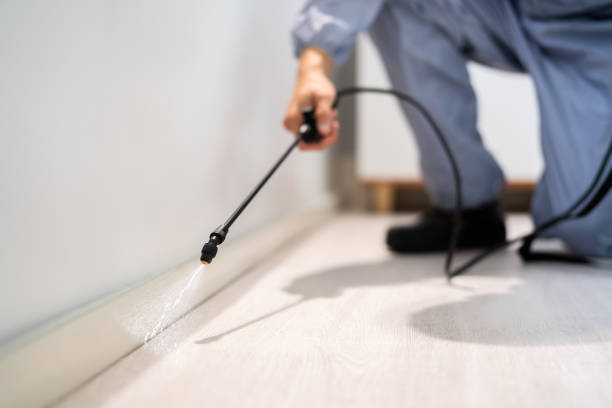 Best Flea Control Services  in Jacksonvle, IL