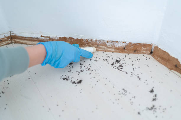Best Emergency Pest Control  in Jacksonvle, IL