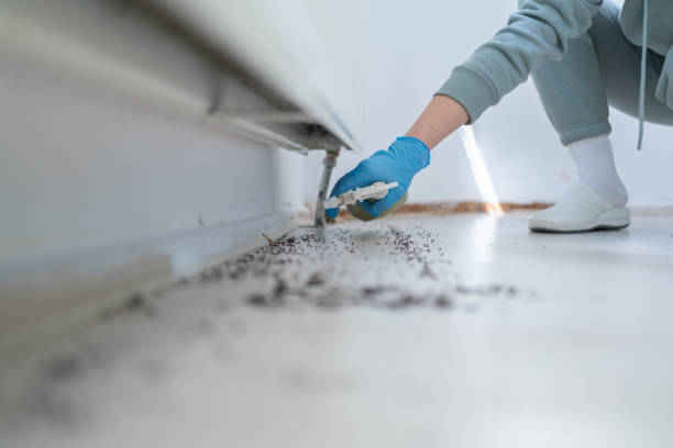 Best Pest Prevention Services  in Jacksonvle, IL
